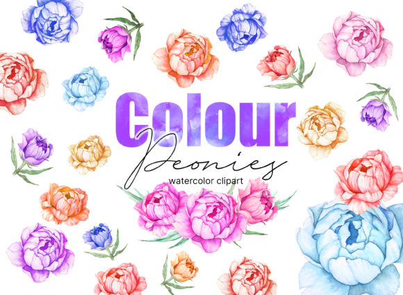Elevate Your Creative Projects with Colour Peonies Watercolor Clipart
